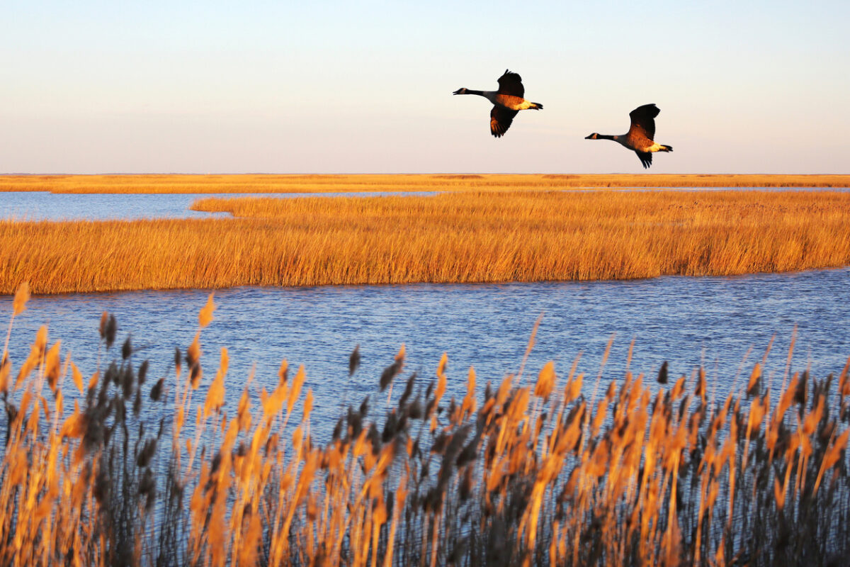 The Bombay Hook National Wildlife Refuge is a popular place to visit in Delaware