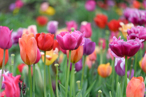 Tulips