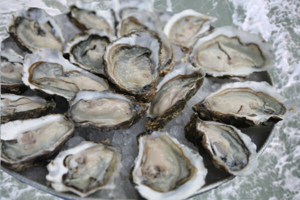 Plate of Iced Oysters with the sea in the background - The Beacon Inn